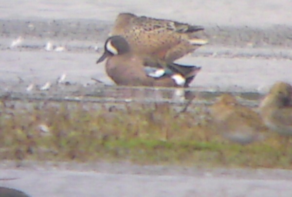 Blue-winged Teal