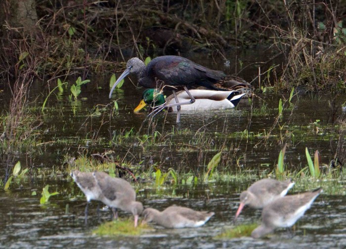 Glossy Ibis