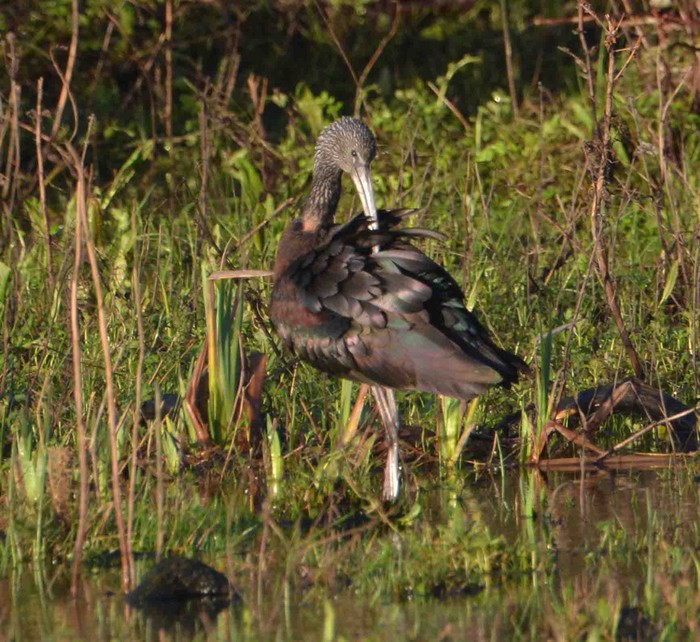 Glossy Ibis