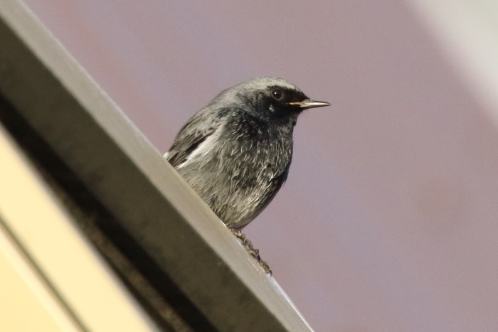 Black Redstart