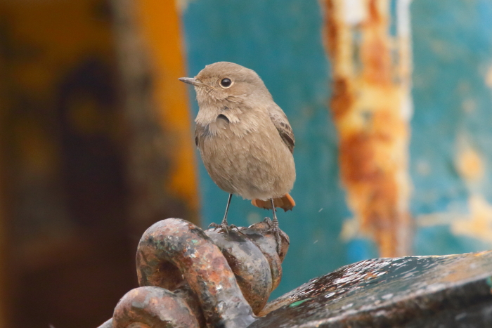 Black Redstart