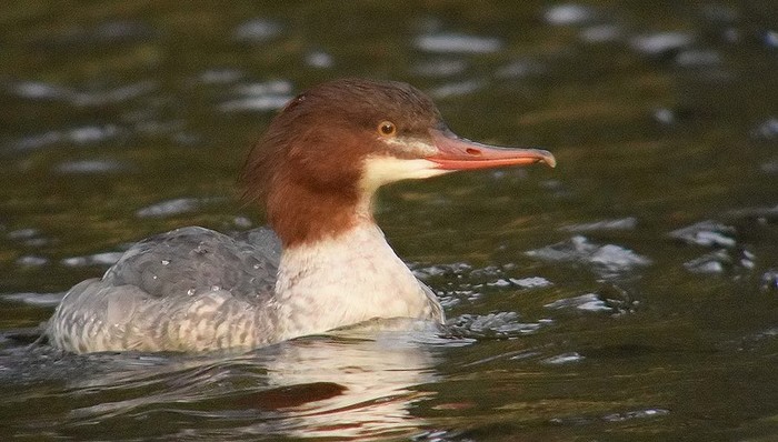 Goosander
