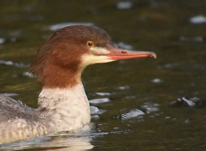 Goosander