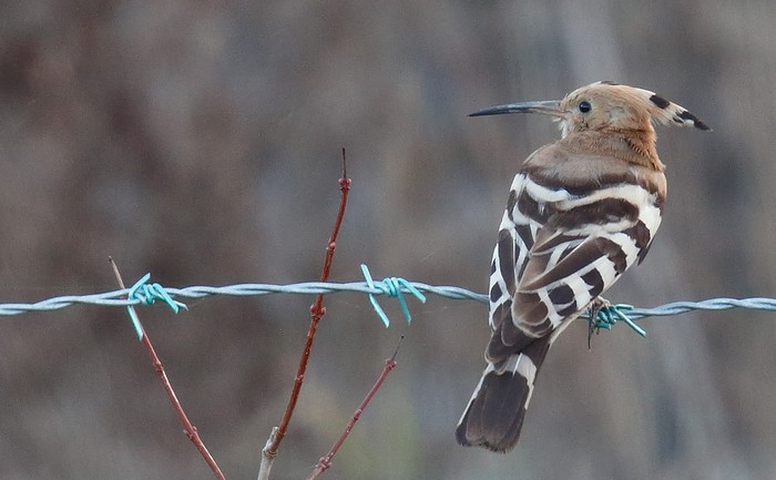 Hoopoe