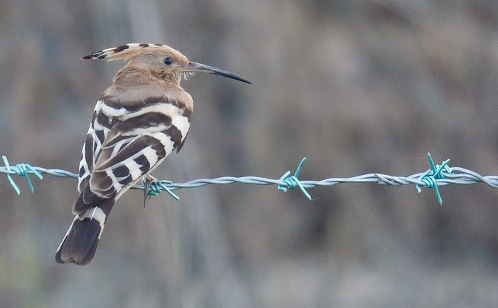 Hoopoe