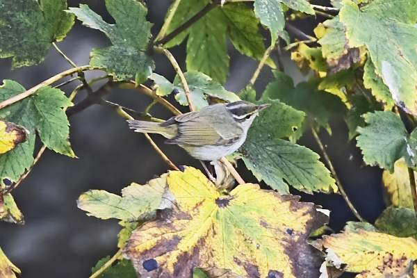 Eastern Crowned Warbler