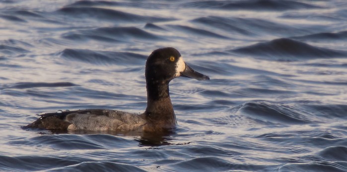 Scaup