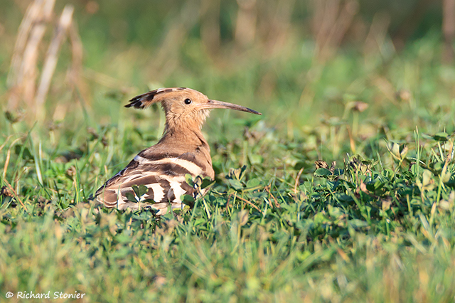 Hoopoe