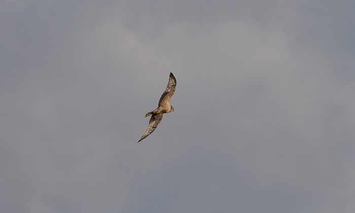 Pallid Harrier