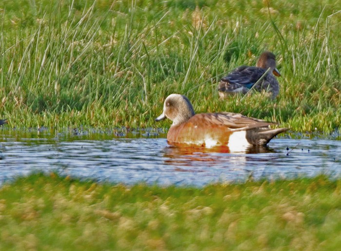 American Wigeon