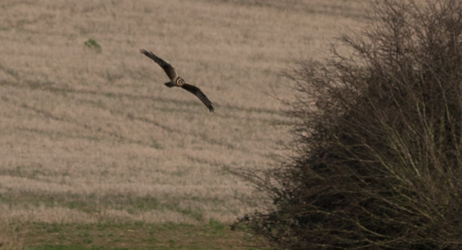 Pallid Harrier