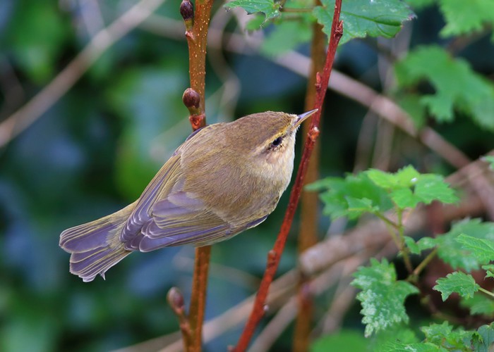 Chiffchaff