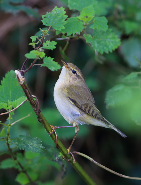 Chiffchaff