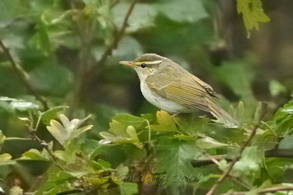 Eastern Crowned Warbler