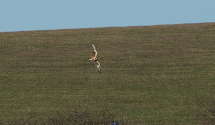 Pallid Harrier