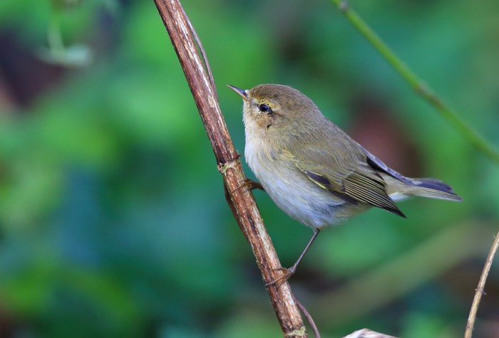 Chiffchaff