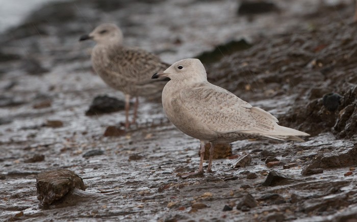 Iceland Gull