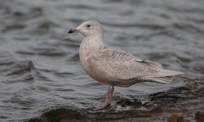 Iceland Gull