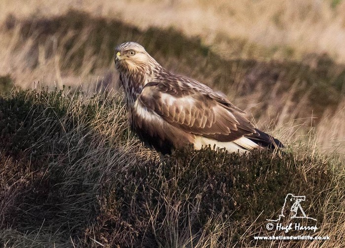 Rough-legged Buzzard