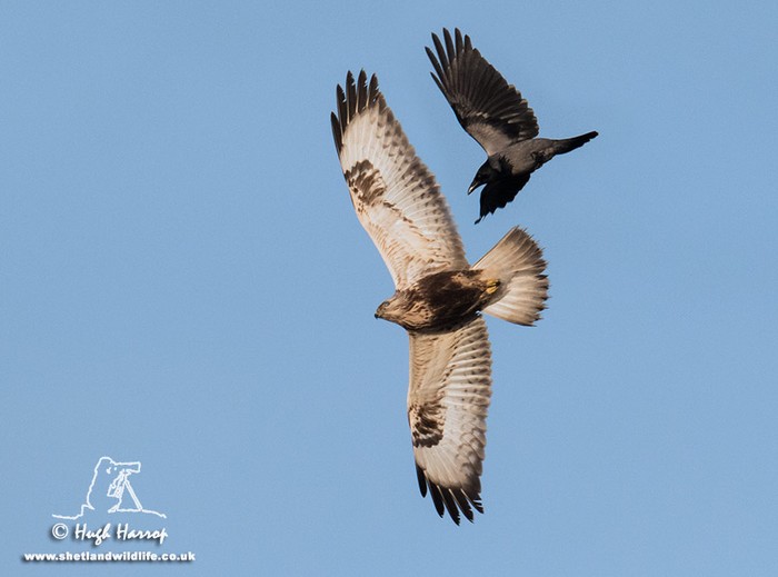 Rough-legged Buzzard