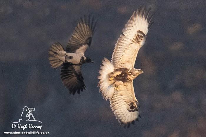 Rough-legged Buzzard