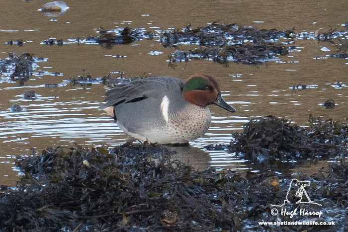 Green-winged Teal