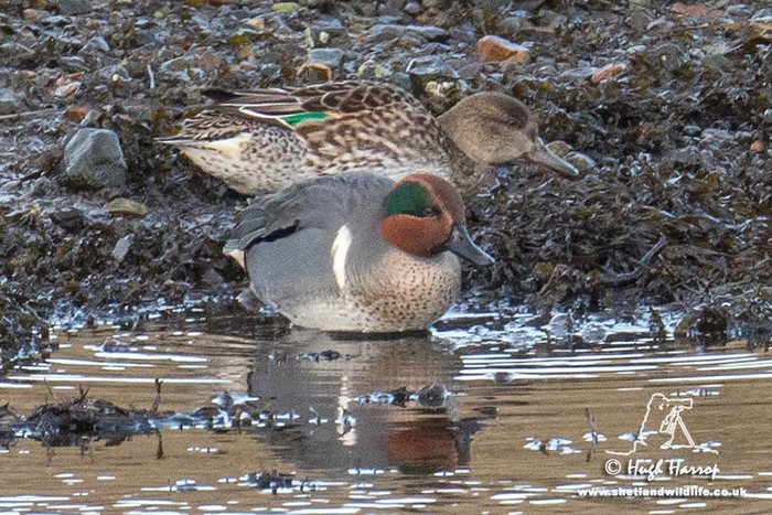Green-winged Teal