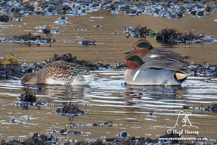 Green-winged Teal