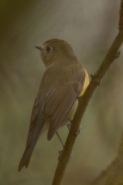 Red-flanked Bluetail