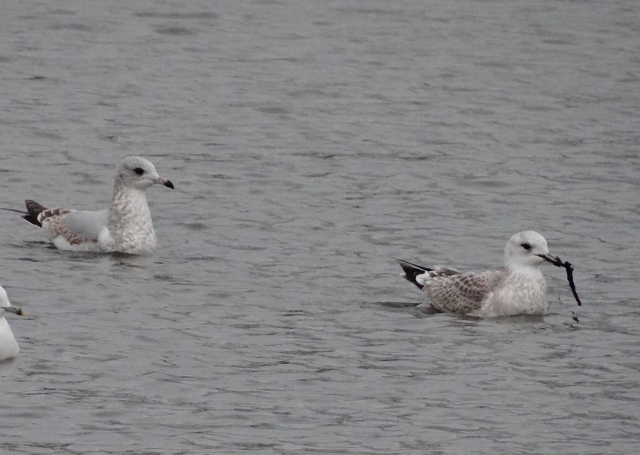 Common Gull