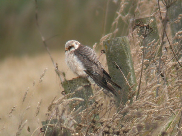 Red-footed Falcon