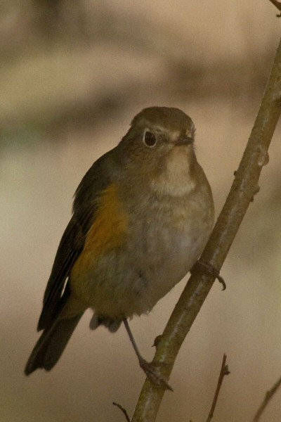 Red-flanked Bluetail