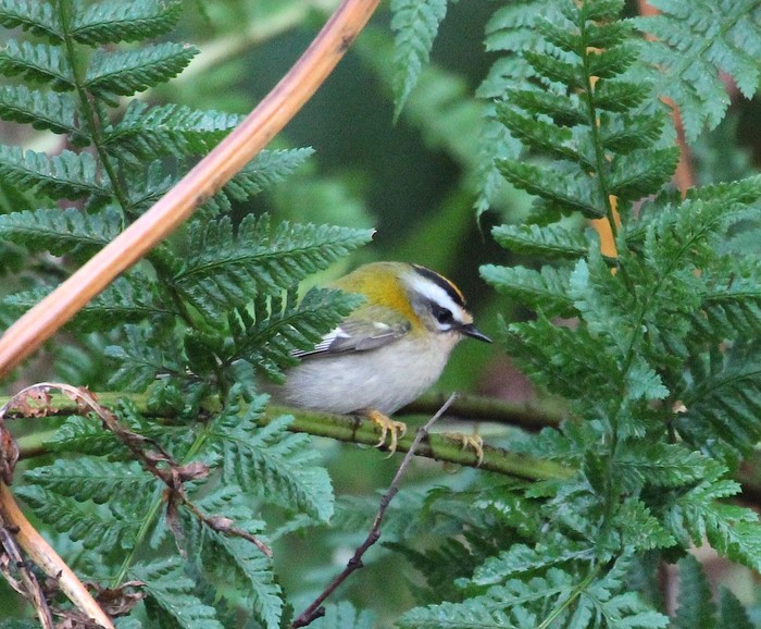 Firecrest