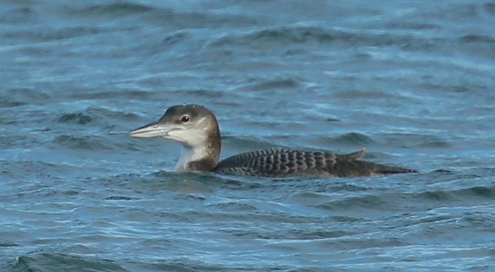 Great Northern Diver