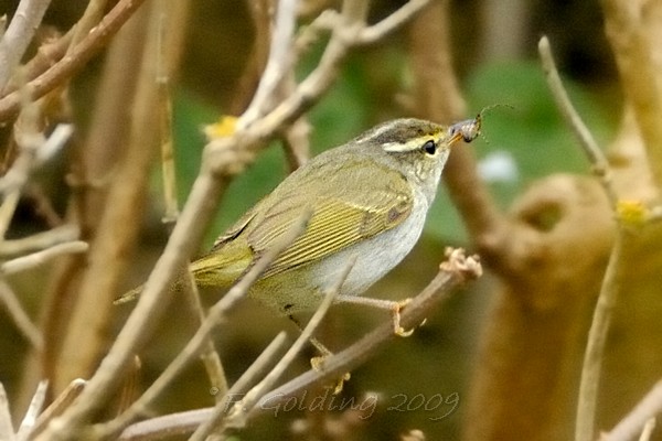 Eastern Crowned Warbler