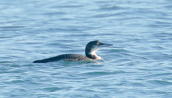 Great Northern Diver