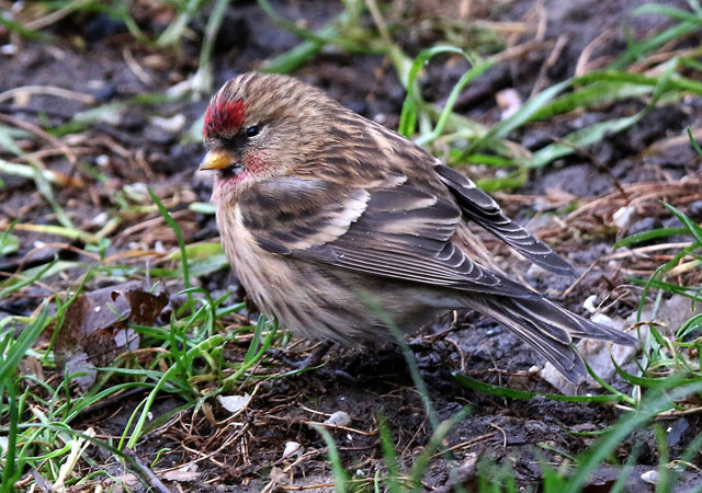 Lesser Redpoll