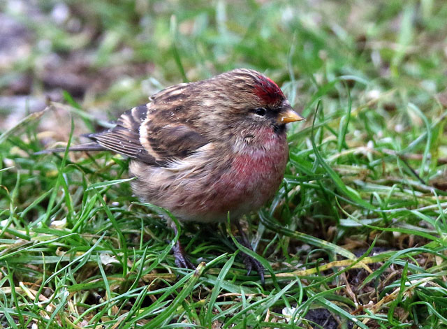 Lesser Redpoll