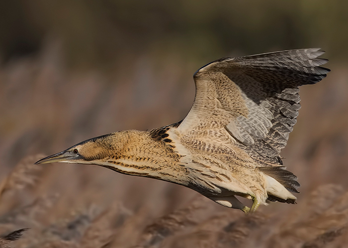 Bittern