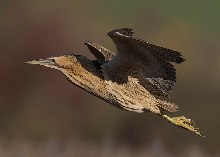 Bittern