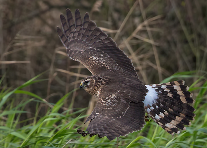 Hen Harrier