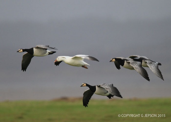 Greater Snow Goose