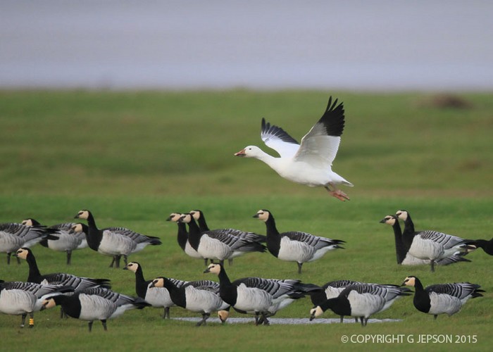 Greater Snow Goose