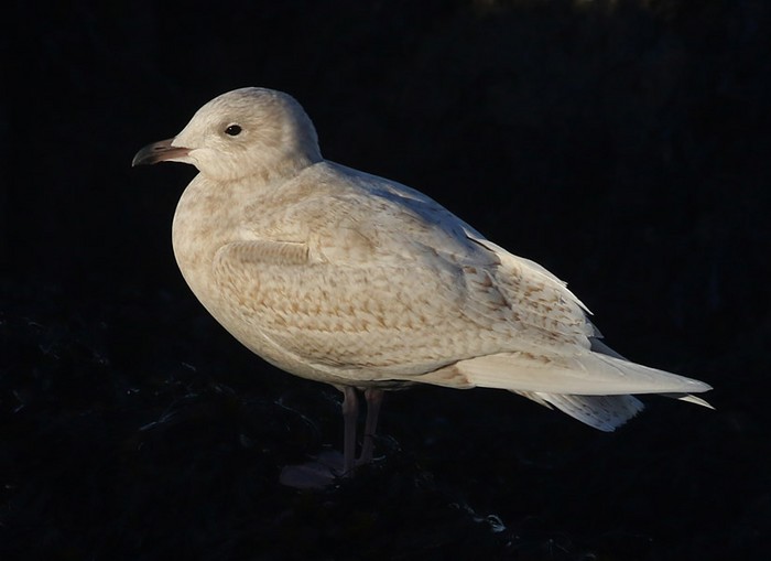 Iceland Gull