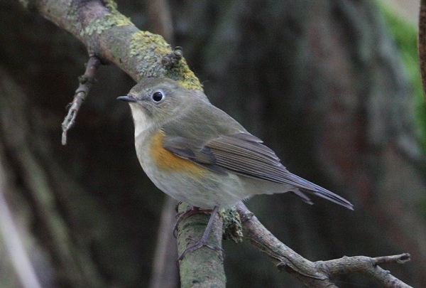Red-flanked Bluetail