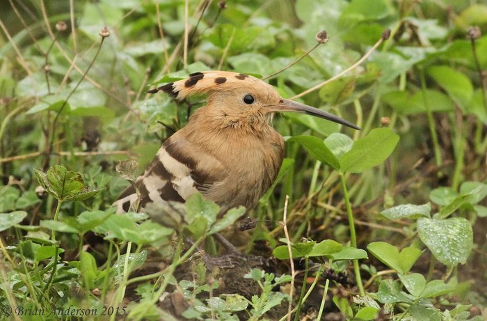 Hoopoe