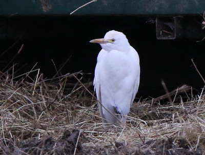 Cattle Egret