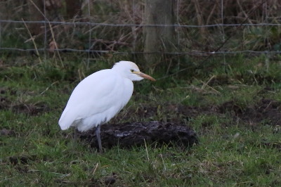 Cattle Egret