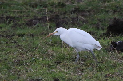 Cattle Egret