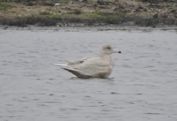 Glaucous Gull